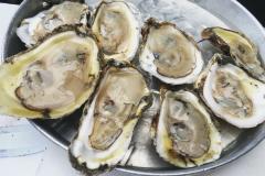 Oysters Served on a Tray Oysters Served on a Tray