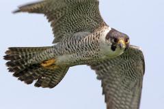 Peregrine Falcon