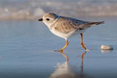 Piping Plover Piping Plover