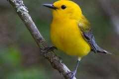 small yellow bird with grey wings