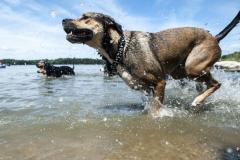 Puppy Plunge in Annapolis Puppy Plunge in Annapolis