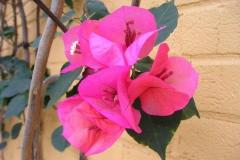 Image of Flowera