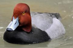 A male Redhead duck swimming in the water