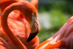 Salisbury Zoo Flamingo