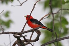 Scarlet Tanager at the Patuxent Wildlife Refuge Scarlet Tanager at the Patuxent Wildlife Refuge