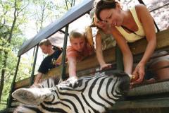 See Zeebras at the Catoctin Zoo Safari See Zeebras at the Catoctin Zoo Safari
