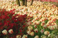 Sherwood Gardens