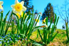 Spring Flowers Spring Flowers