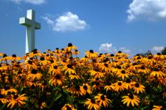 St. Clements Cross with a field of Black-Eyed Susans St. Clements Cross with a field of Black-Eyed Susans