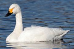 A Tundra Swan swimming