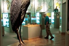 Ward Museum of Wildfowl Art Ward Museum of Wildfowl Art