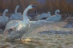 Waterfowl Festival's “The Long Stretch” by Julia Rogers Waterfowl painting