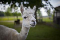 An Alpaca Greets Visitors at Outstanding Dreams Farm in Caroline County An Alpaca Greets Visitors at Outstanding Dreams Farm in Caroline County