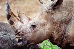 Maryland Zoo White Rhino Maryland Zoo White Rhino