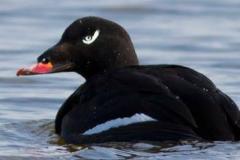 White winged Scoter