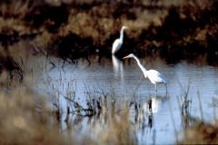 Birds at Blackwater National Wildlife Refuge Birds at Blackwater National Wildlife Refuge