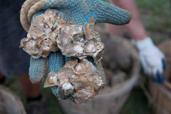 Spat on the Shell Spat on the Shell