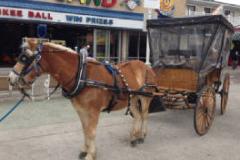 Carriage Rides in Ocean City Carriage Rides in Ocean City