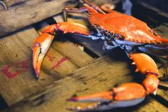 travel the crab & oyster trail travel the crab & oyster trail