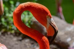 Flamingo at Maryland Zoo