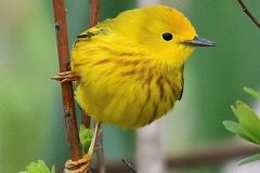 A Warbler perched in a tree