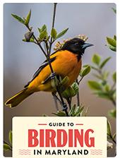 Guide to Birding in Maryland Cover
