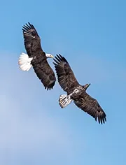 Two Eagles Flying Together