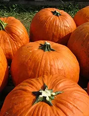 Pumpkins