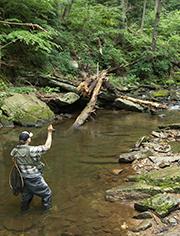 A gentleman flyfishing a river in Frederick Maryland