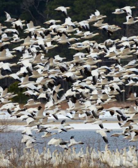 Blackwater National Wildlife Refuge