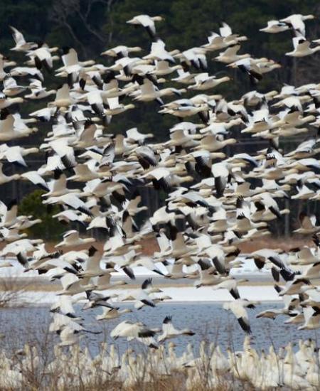 Blackwater National Wildlife Refuge
