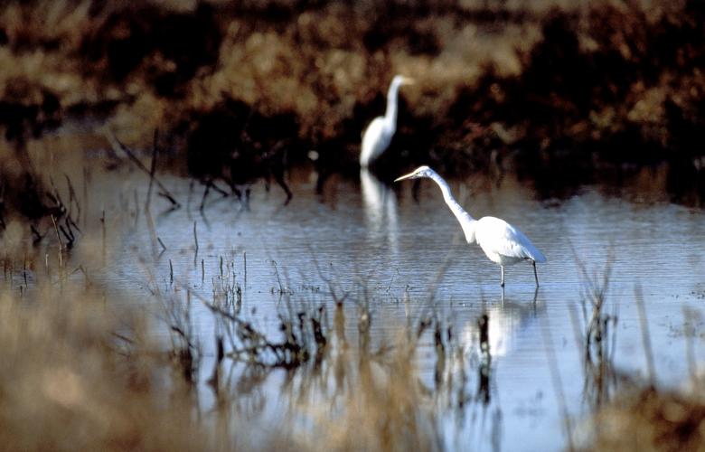 Birds at Blackwater National Wildlife Refuge