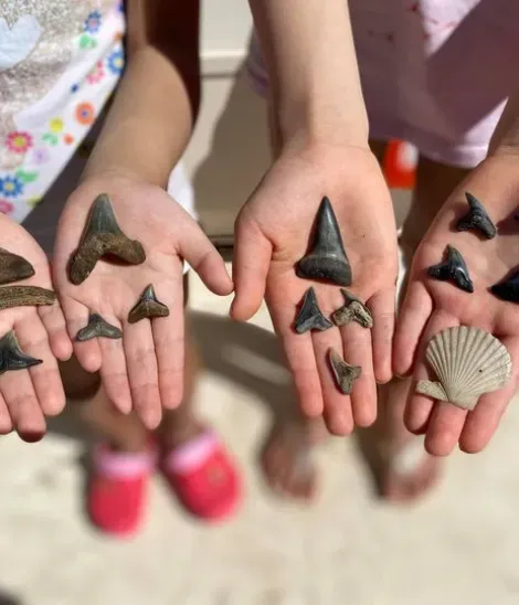 Fossils in hands