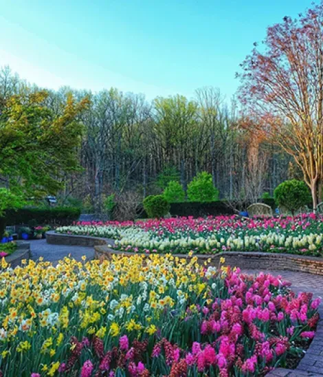 spring flowers