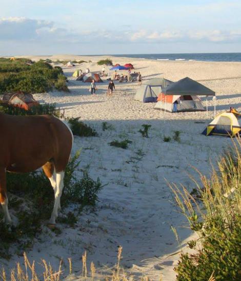 Horses on Beach