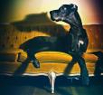 Great Dane portrait Photo