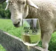 Picture of a sheep with a glass of white wine from Broken Spoke Vineyard and Winery Photo