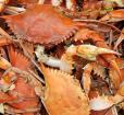 Steamed Crabs Photo