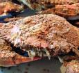 Steamed Crabs Photo