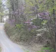 Road in Green Ridge State Park Photo