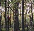 Garrett State Forest Photo