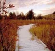 photo of nature trail through Cranesville swamp Photo