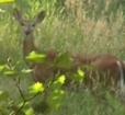 Cedarville State Forest Photo