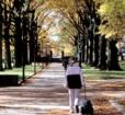 Student walking on tree lined path Photo
