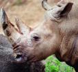 White Rhino at Maryland Zoo in Baltimore Photo