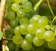 Solomons Island Winery Photo
