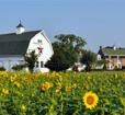 Outside view of Inn with Sunflowers Photo