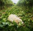 A Dog laying in the trimmed branches of the vineyard. Photo