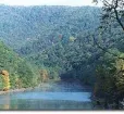 Savage River Forest Photo