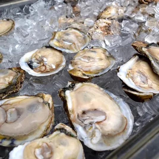 Shucked oysers on ice